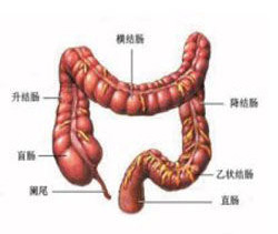直肠解剖图